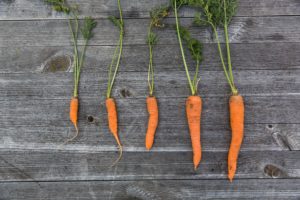 Carrots 11 Easy To Grow Vegetables