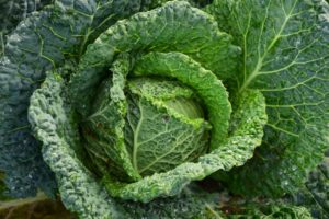 Cabbage 11 Easy To Grow Vegetables