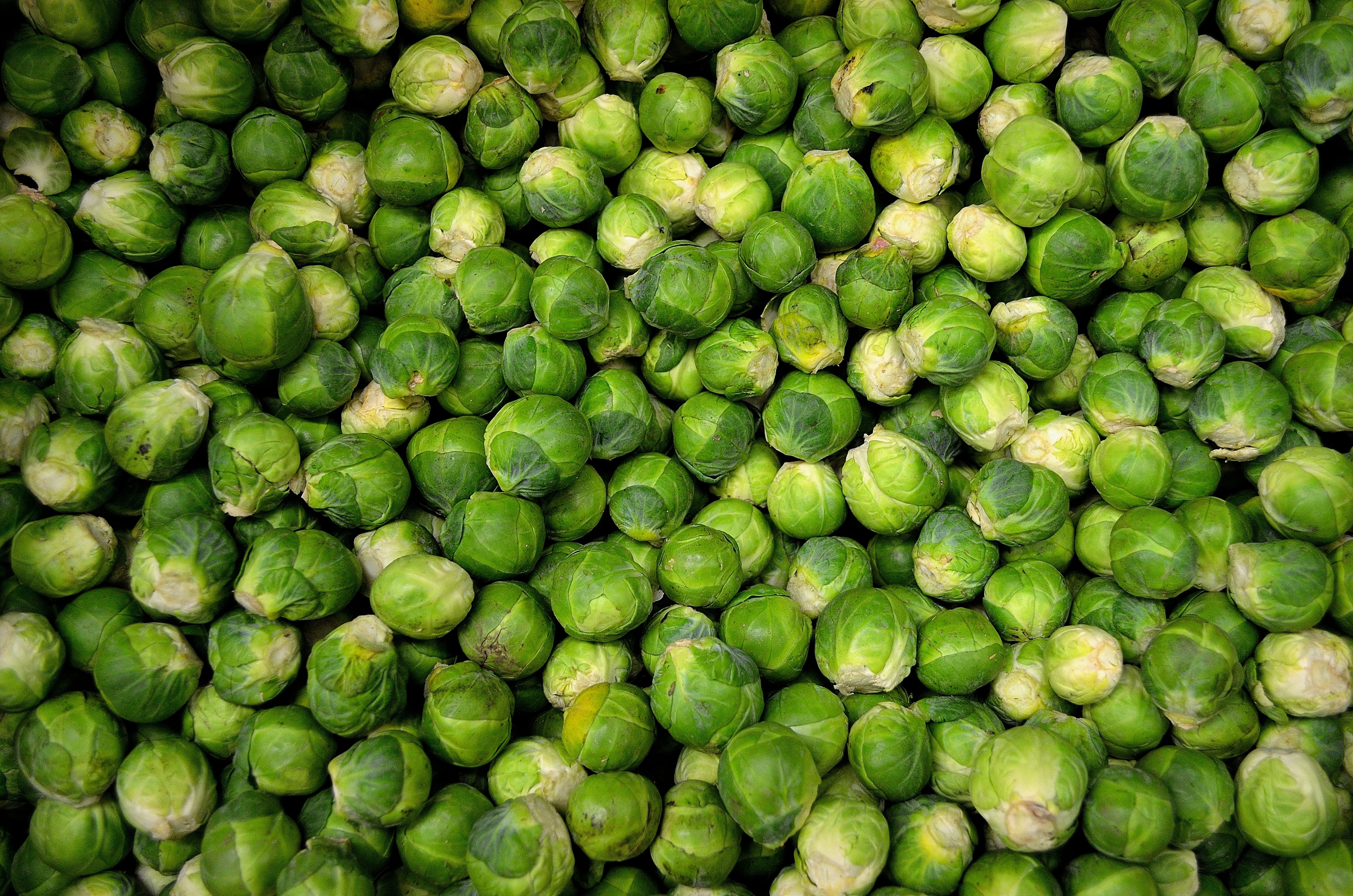 Brussel sprouts 11 Easy To Grow Vegetables