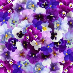 Pansy Annual Flower