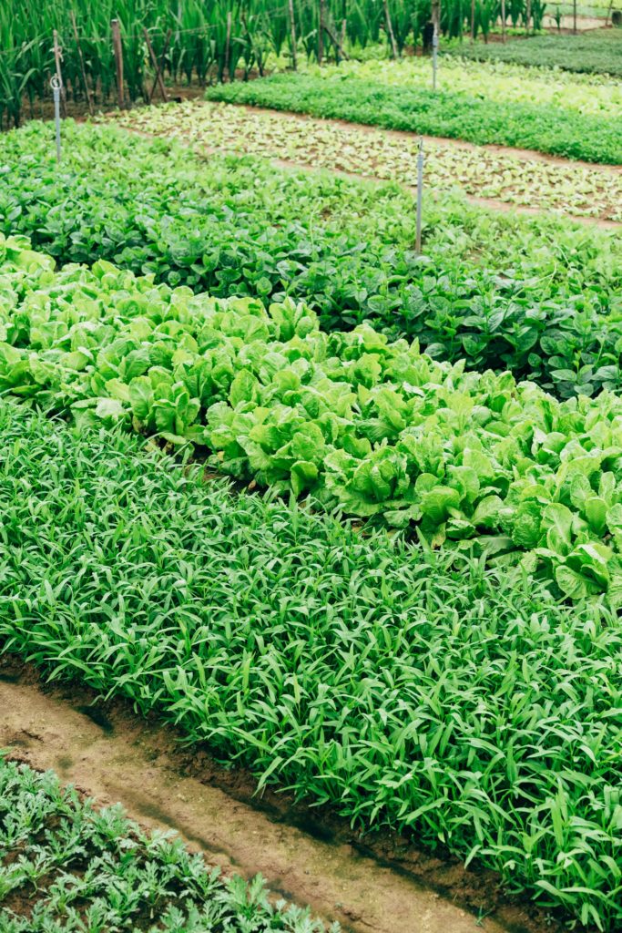 Allotment Crop Rotation