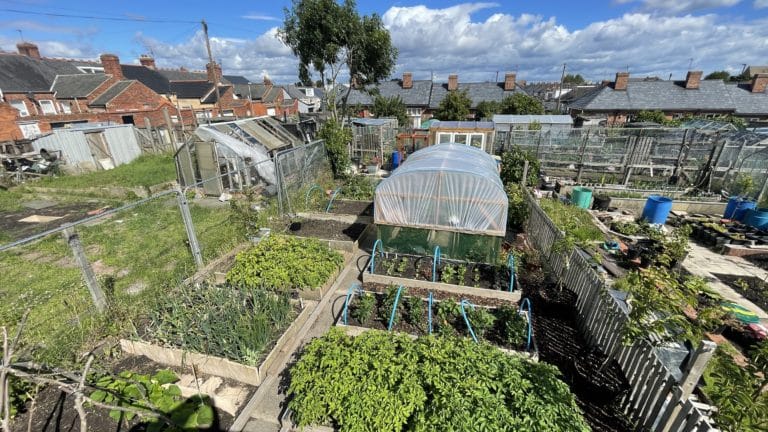 August Jobs On The Allotment