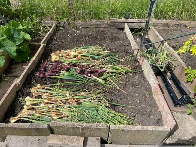 Drying out onions